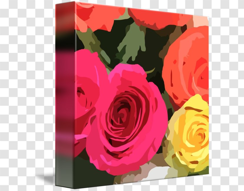 Garden Roses Cabbage Rose Floral Design Cut Flowers Petal - Rectangle Transparent PNG