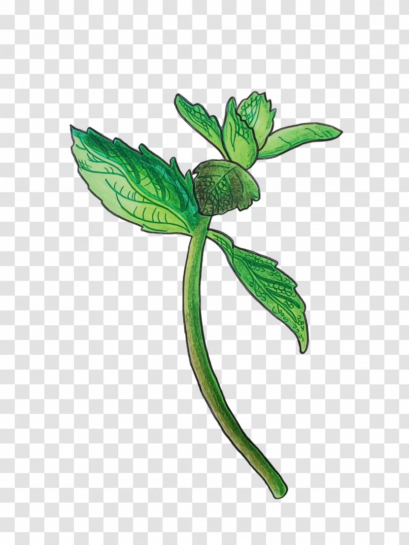Plants Background - Plant Stem - Impatiens Herbal Transparent PNG