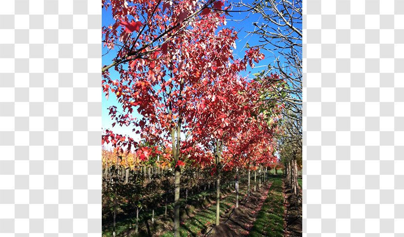 Sugar Maple Red Vine Tree Autumn Leaf Color - Dogwood - Deciduous Specimens Transparent PNG