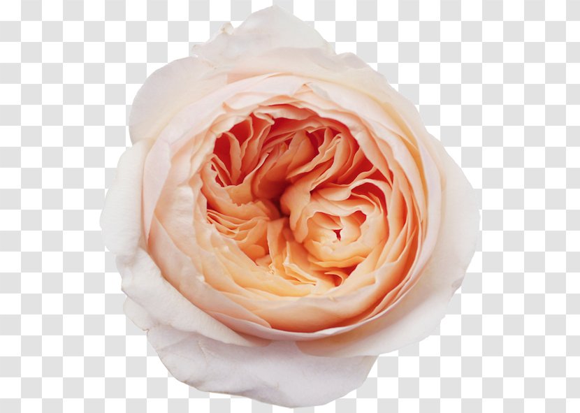Garden Roses Rose Flower - Order Transparent PNG