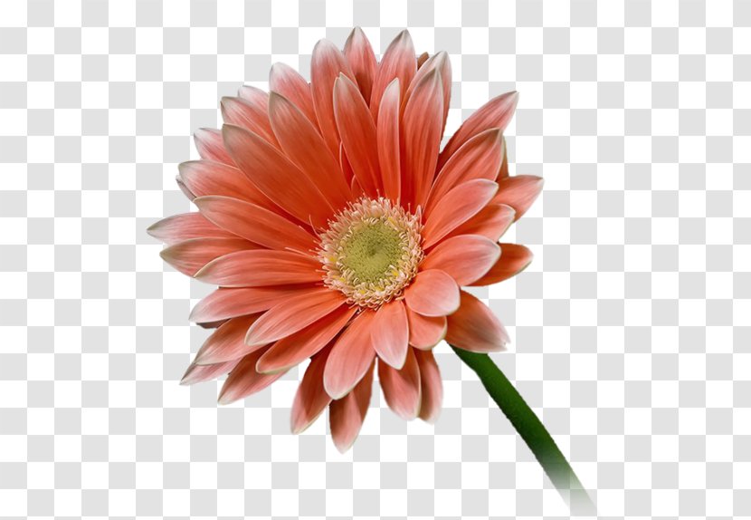 Oxeye Daisy Flower Transvaal - Idea - Gerbera Transparent PNG