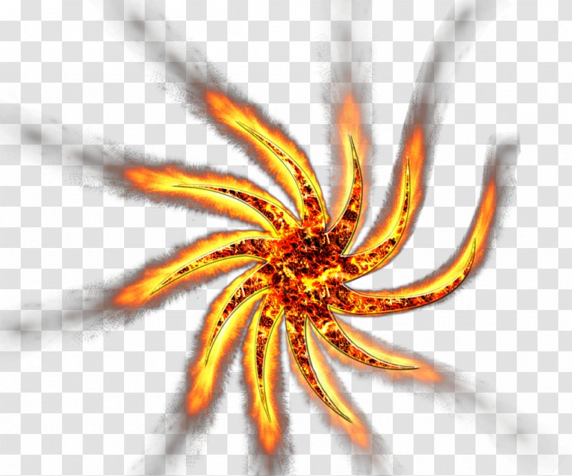 Invertebrate Close-up - Organism - Fire Star Transparent PNG