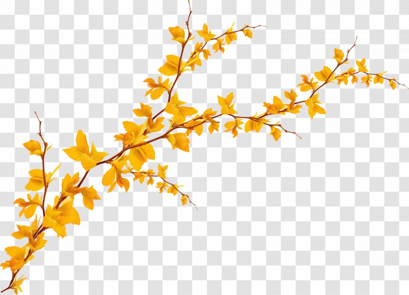 Leaf Yellow Ginkgo Biloba - Maple - Withered Autumn Leaves Transparent PNG