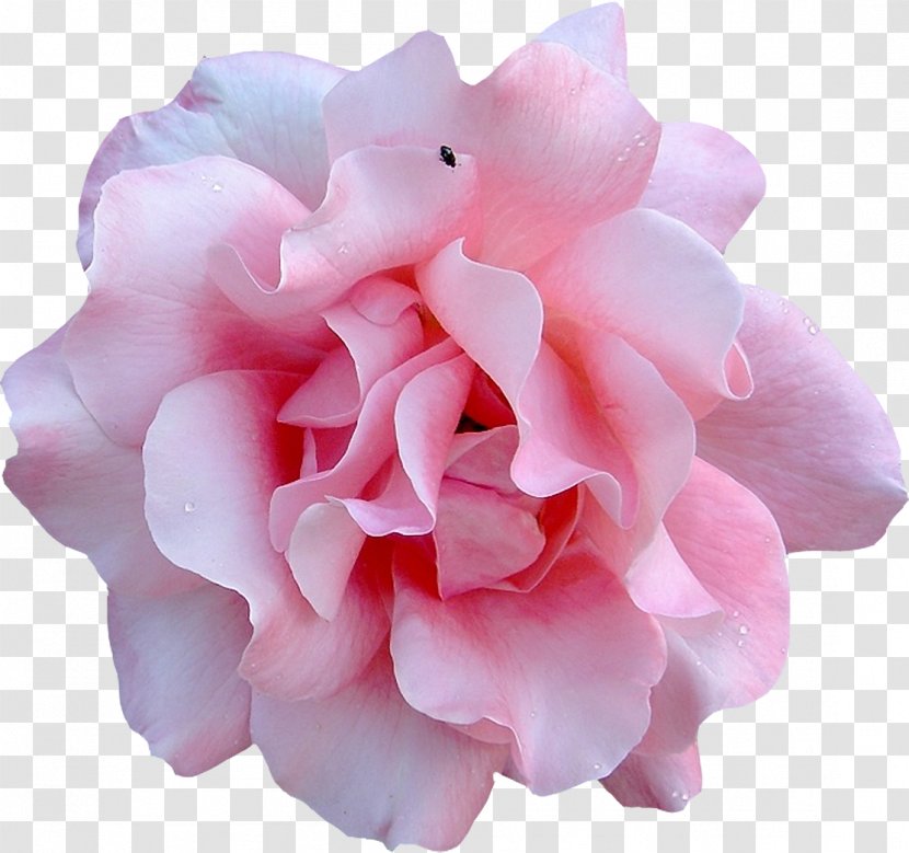 Flower - Watercolor - Rose Transparent PNG