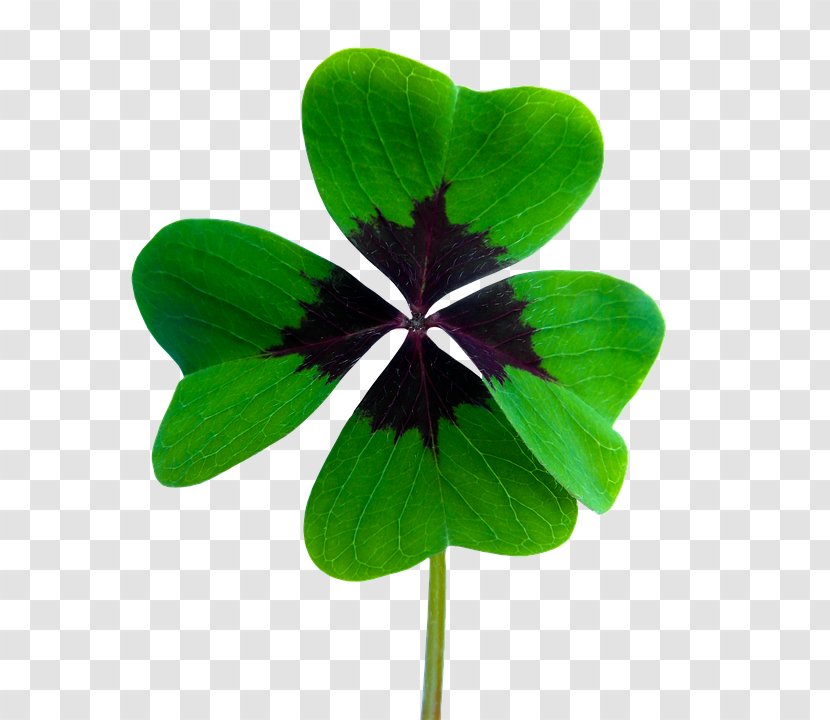 Luck Pixabay Photography Four-leaf Clover Illustration - Flower - Painted Green Transparent PNG