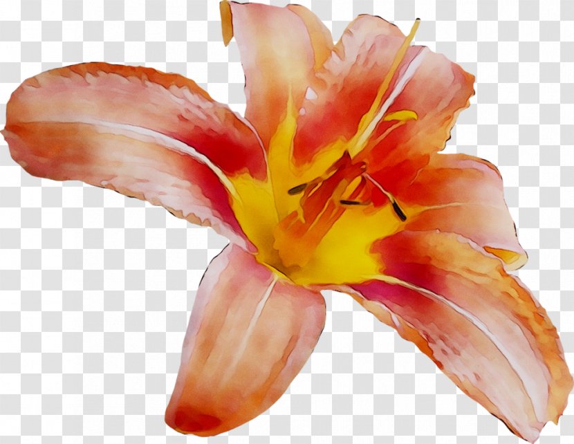 Canna Orange Lily - Tiger - Peach Transparent PNG