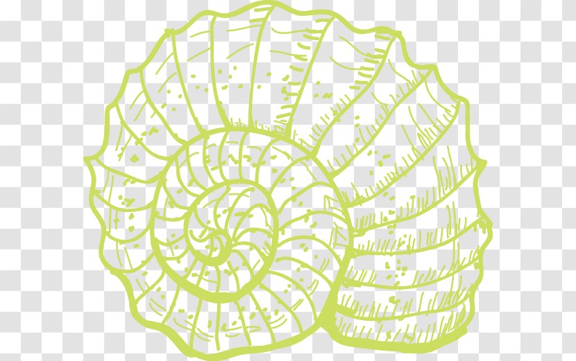 Sea Snail Coral Illustration - Leaf - Conch Transparent PNG