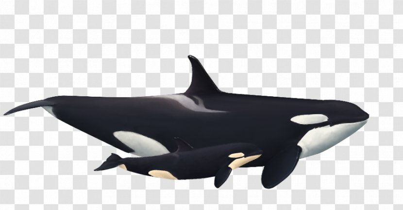 Captive Killer Whales Rough-toothed Dolphin White-beaked - Tree - Orca Calf Transparent PNG