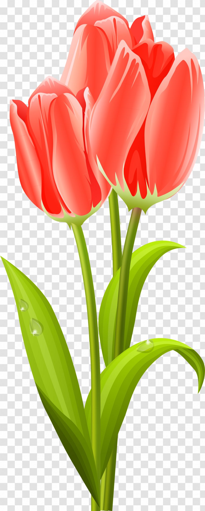 Tulip Flower Bouquet Clip Art - Flowering Plant Transparent PNG
