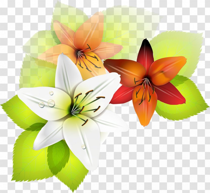 Photography - Flower - Lily Transparent PNG