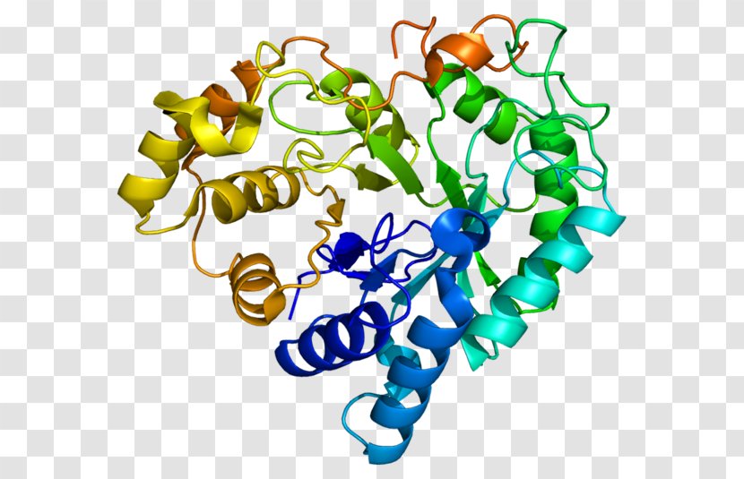 AKR1B10 Aldo-keto Reductase Protein Enzyme Gene - Frame - Watercolor Transparent PNG