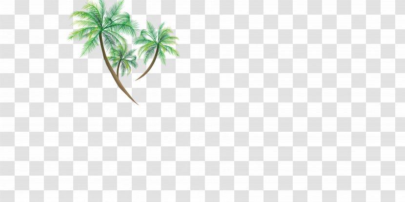 Green Leaf Area Pattern - Coconut Tree Material Transparent PNG