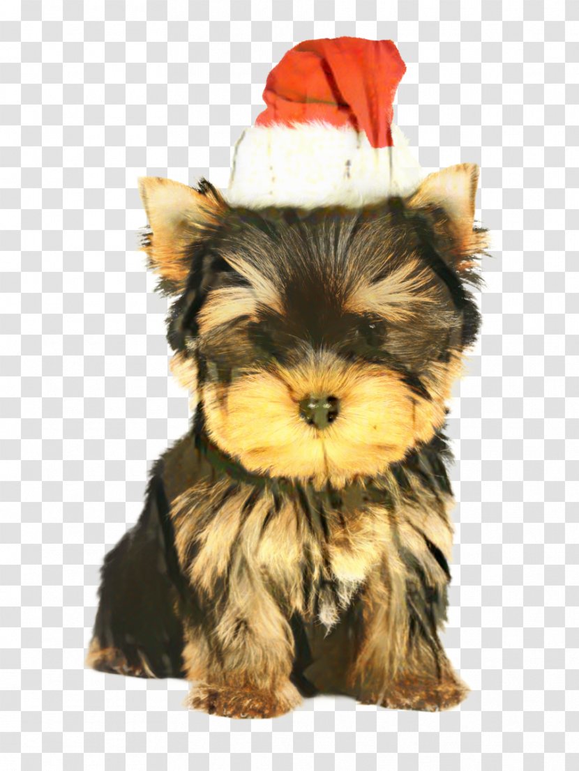 Yorkshire Terrier Puppy Yorkipoo English Toy - Dog Transparent PNG