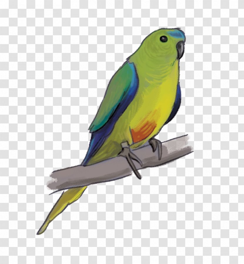 Lovebird Parrot Rachel Tribout Illustration Parakeet - Orangebellied Transparent PNG