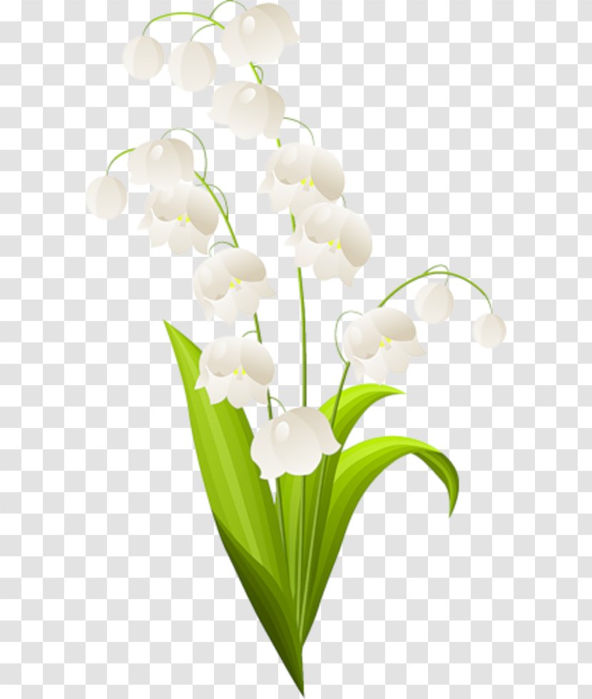 Lily Of The Valley Lilium Drawing Transparent PNG