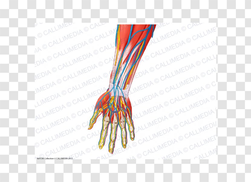 Forearm Human Anatomy Nerve - Heart - Arm Transparent PNG