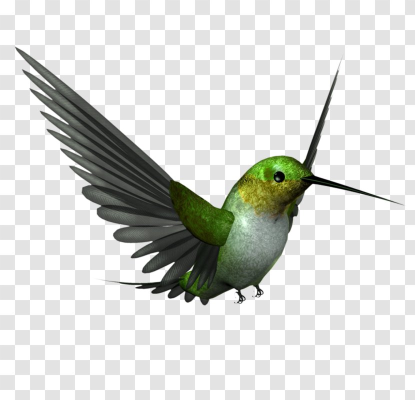 Hummingbird Beak Clip Art - Organism - Bird Transparent PNG