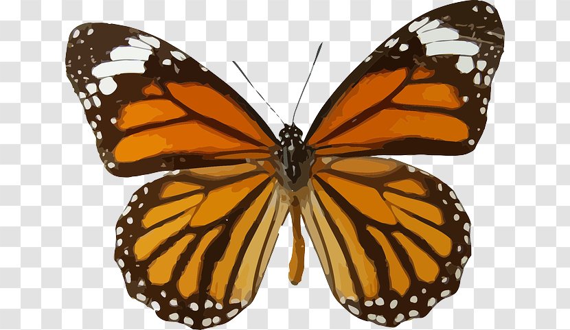 Monarch Butterfly Viceroy Animal Migration Clip Art - Arthropod Transparent PNG