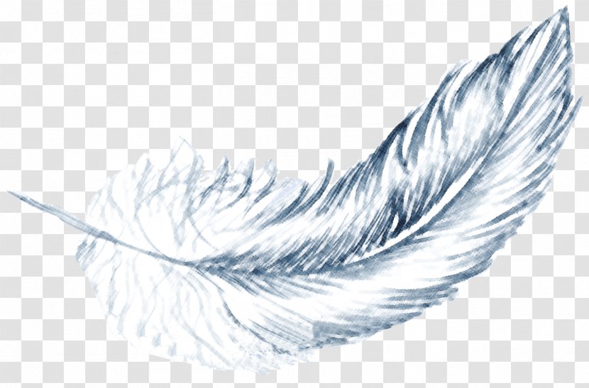 Feather Drawing /m/02csf Beak Line Transparent PNG