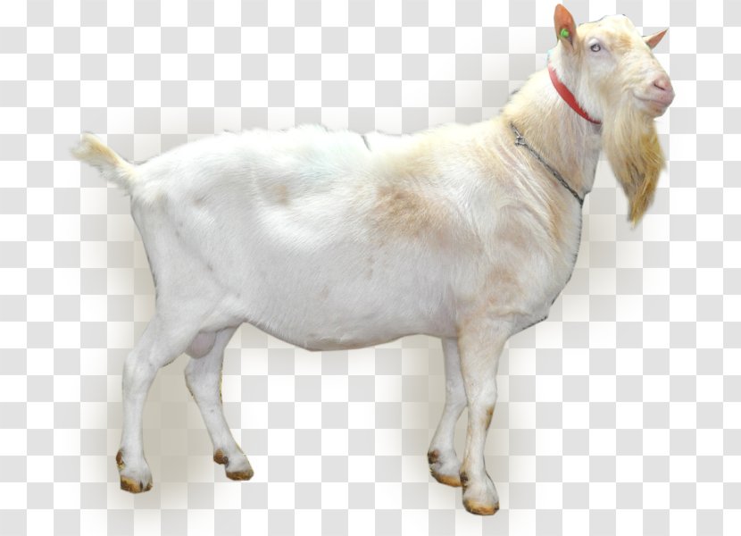 Goat Netherlands Artificial Insemination Cattle Semen - Cow Family Transparent PNG