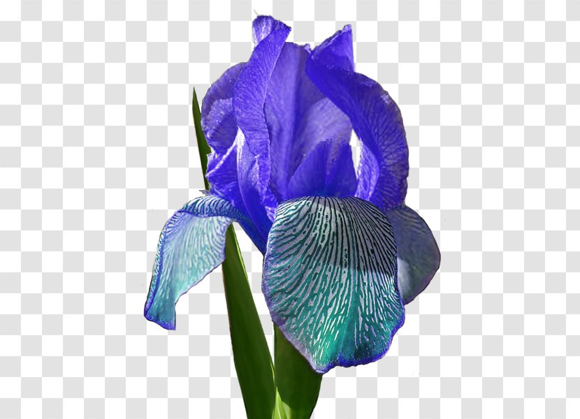 Cut Flowers Petal - Flower - Iris Family Transparent PNG