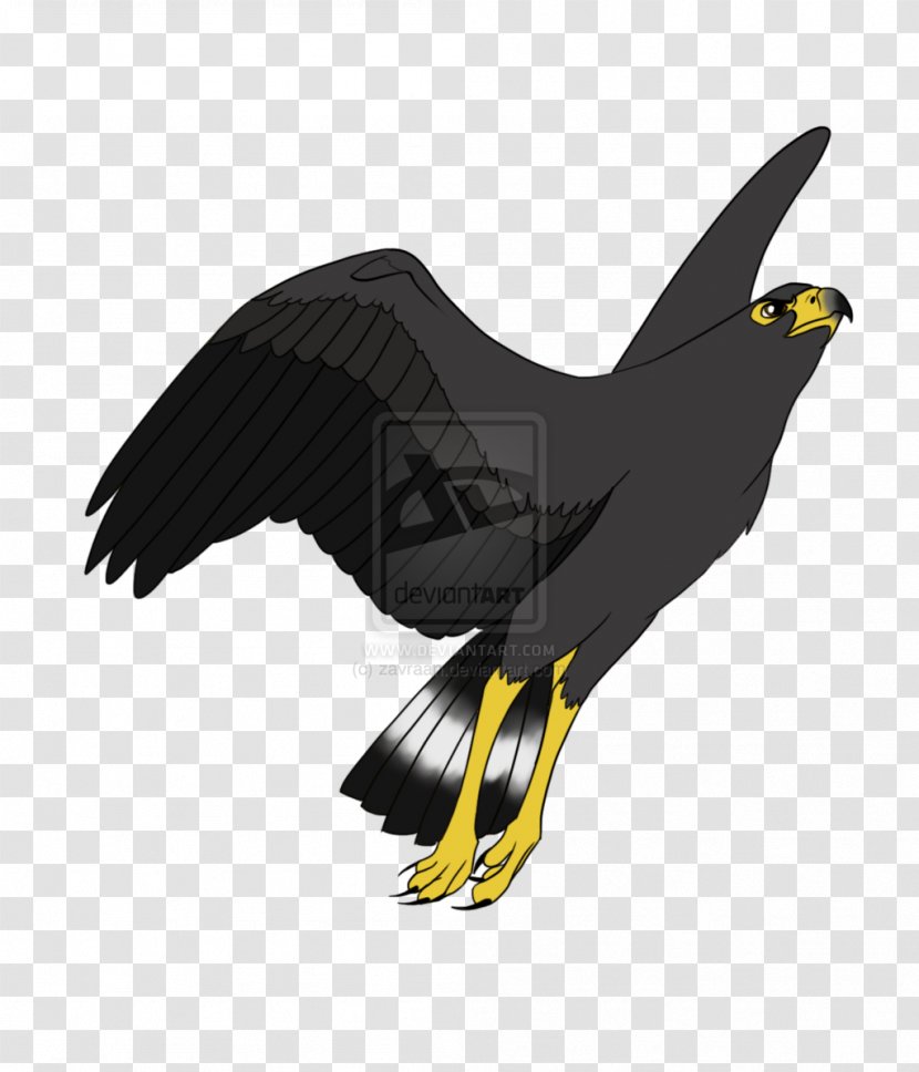 Bird Hawk Drawing Cartoon Transparent PNG