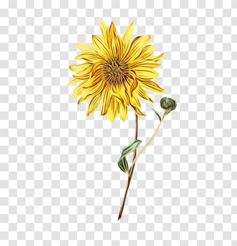 Sunflower - Paint - Daisy Family Cut Flowers Transparent PNG