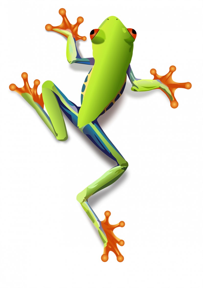 The Tree Frog Red-eyed Clip Art - Japanese Transparent PNG