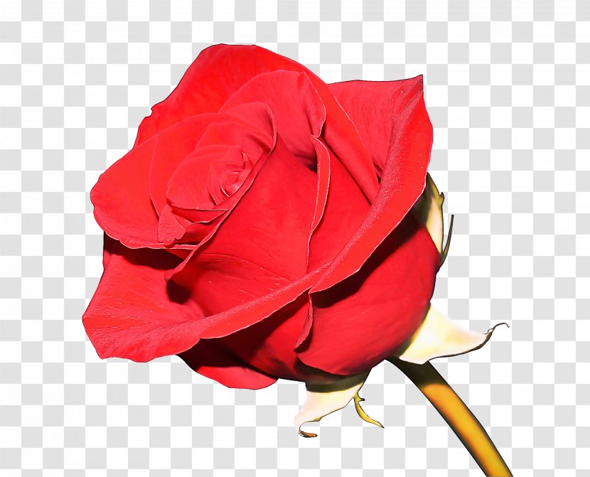 Garden Roses - Red - Hybrid Tea Rose Cut Flowers Transparent PNG