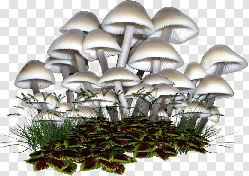 Oyster Mushroom Fungus Boletus Edulis Clip Art - Common Transparent PNG