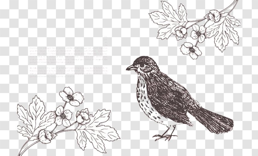 Bird Euclidean Vector Flower Eurasian Magpie - Drawing - Line Sparrow Transparent PNG