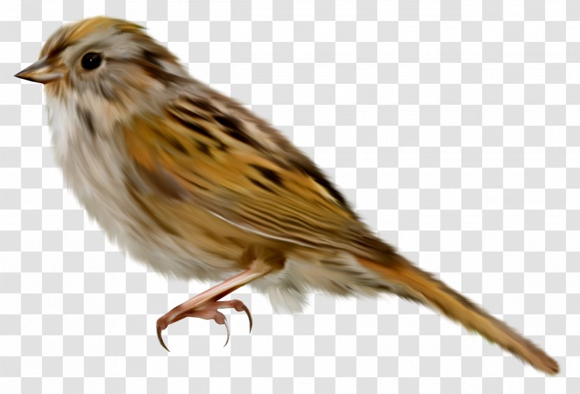 House Sparrow Bird Clip Art - Sticker Transparent PNG