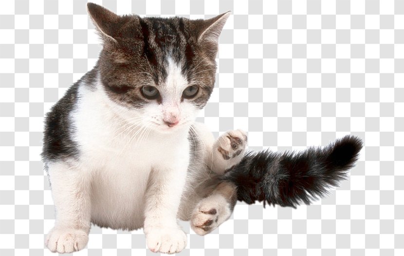Kitten American Wirehair European Shorthair Aegean Cat Domestic Short-haired - Fur Transparent PNG