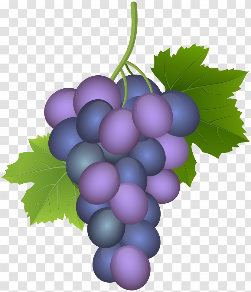 Common Grape Vine Wine Must Concord - Fruit Transparent PNG