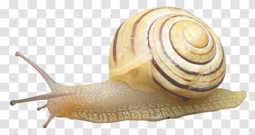 Snail Orthogastropoda - Molluscs Transparent PNG