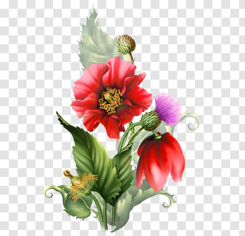 Flower Image Drawing Painting Centerblog - Peony Transparent PNG