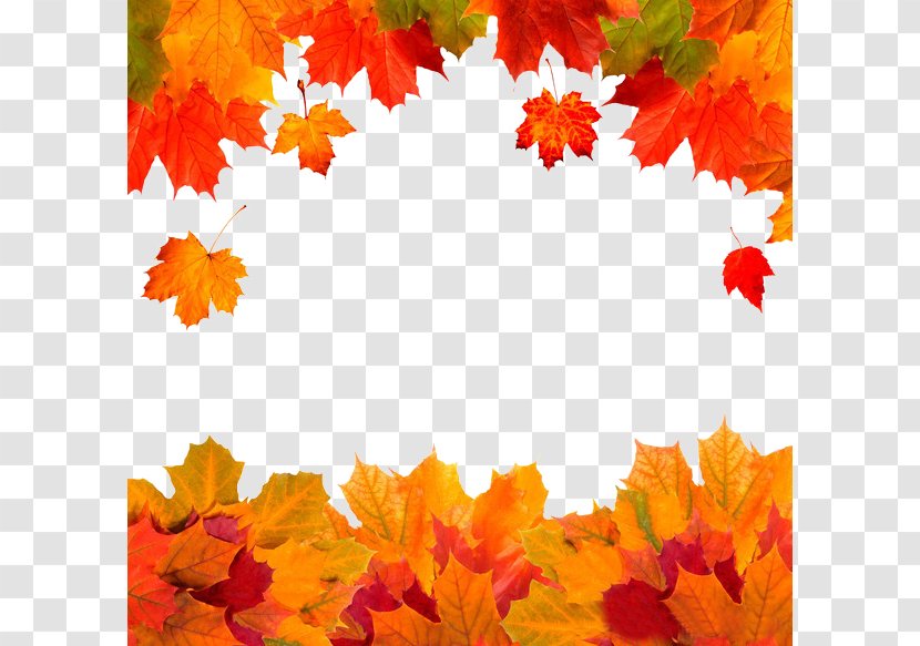 Autumn Leaf Color Red Maple - Tree - Leaves Transparent PNG