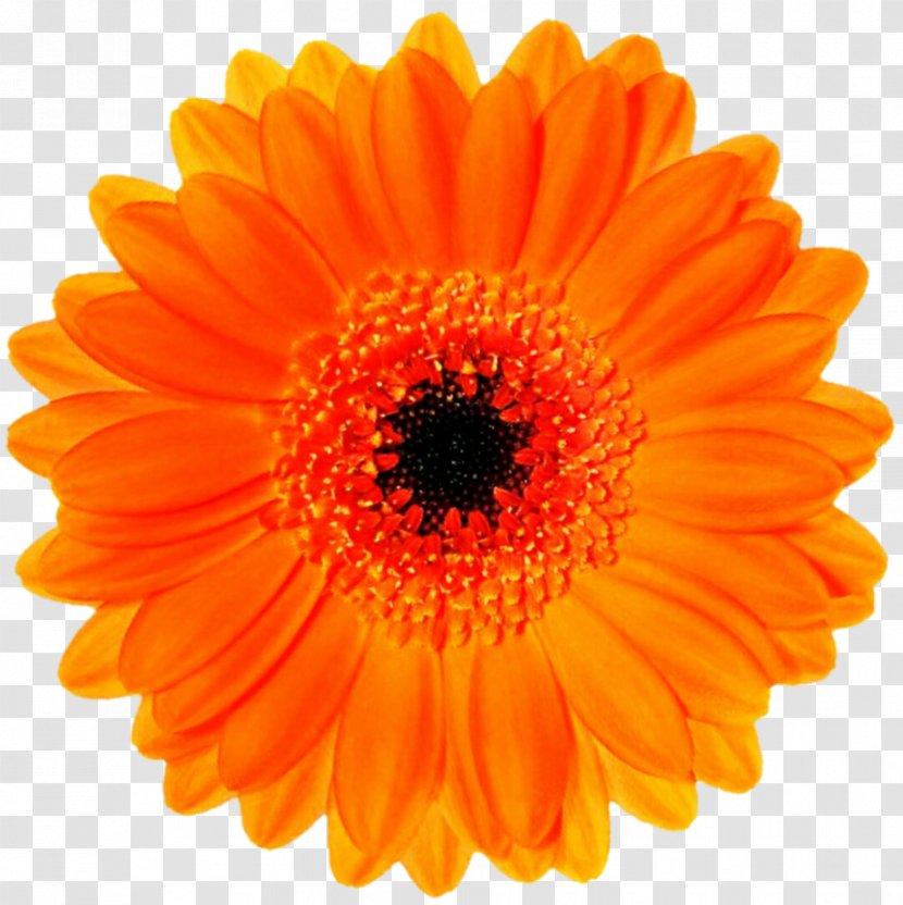 Flower Orange Stock Photography Blossom Clip Art - Rose Transparent PNG