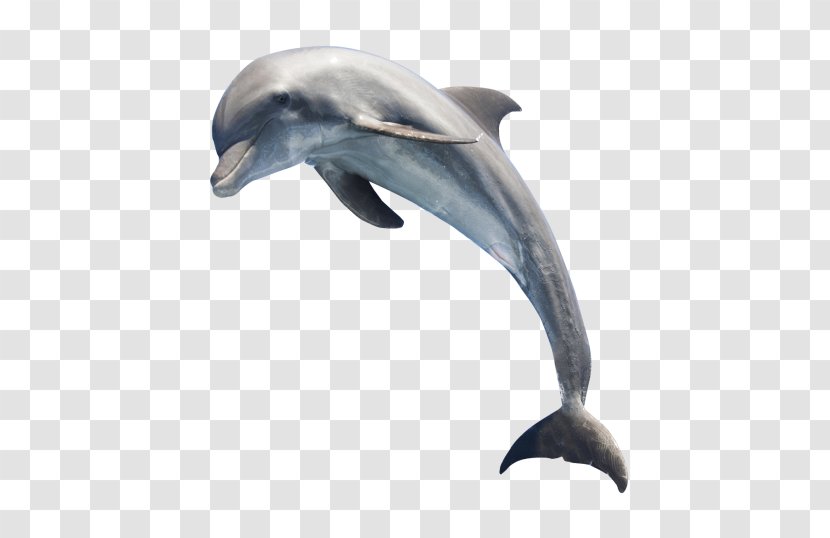 Common Bottlenose Dolphin Short-beaked White-beaked - Fauna - People Swim Transparent PNG