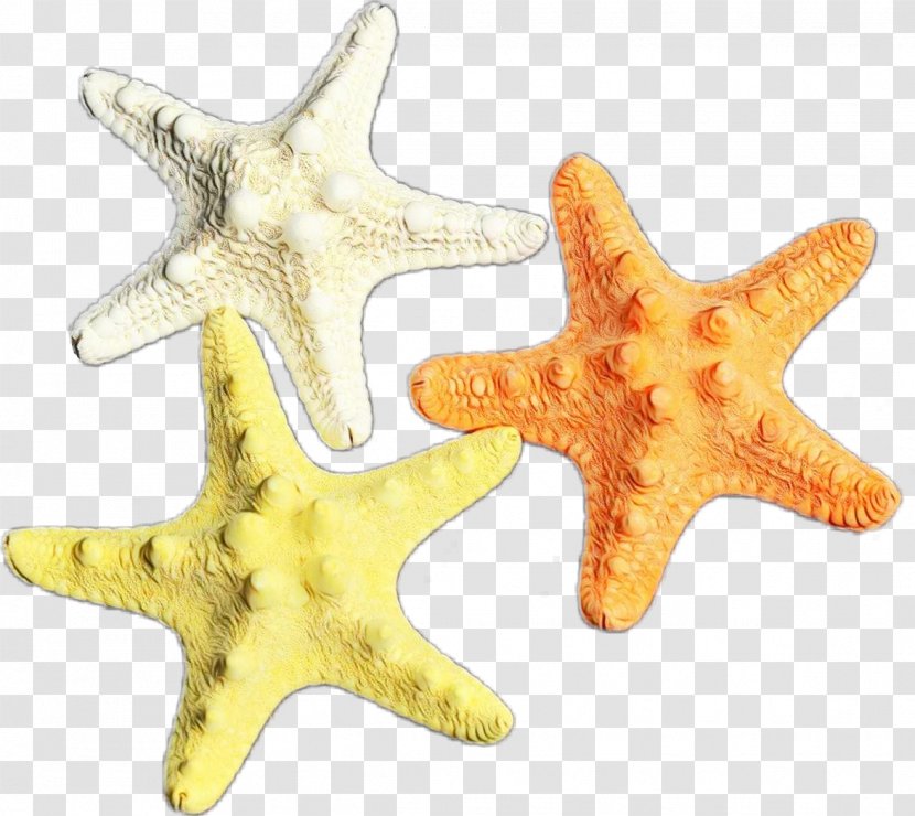 Starfish Yellow Marine Invertebrates Star Fashion Accessory - Jewellery Transparent PNG