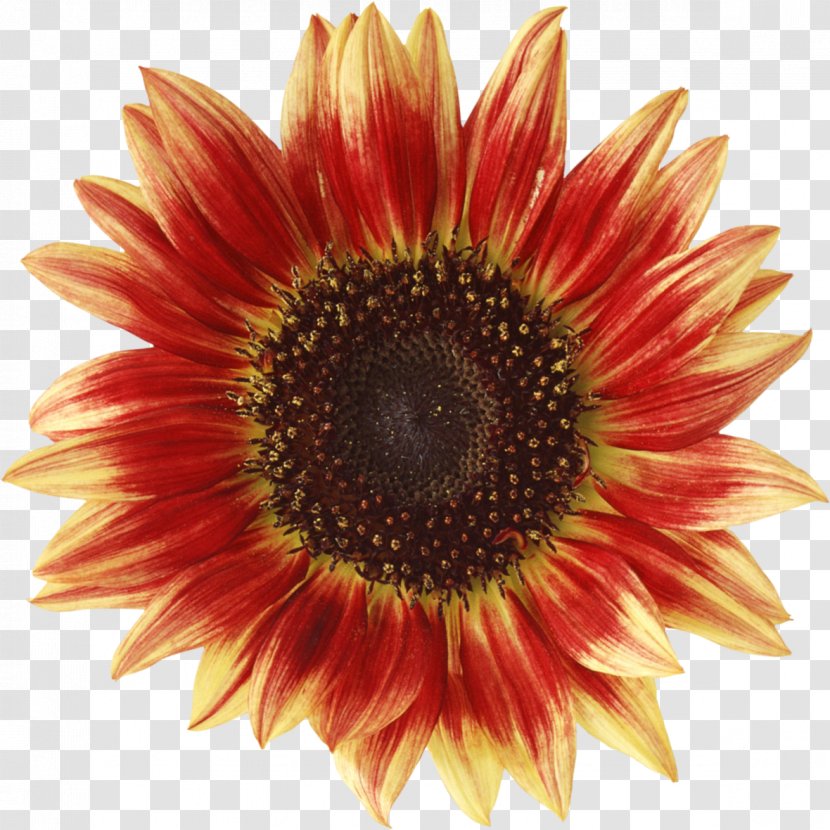 Common Sunflower Clip Art - Pollen Transparent PNG