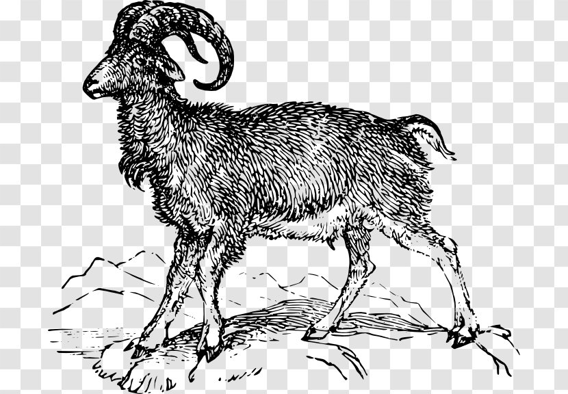 Argali Goat Barbary Sheep Ovis Orientalis - Horn - Compendium Of Materia Medica Transparent PNG