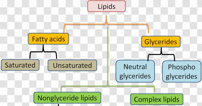 Lipid Fatty Acid Biochemistry Biology - Rectangle - Cell Transparent PNG