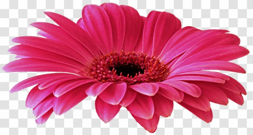 Transvaal Daisy Clip Art - Gerber Format - Gerbera Free Download Transparent PNG