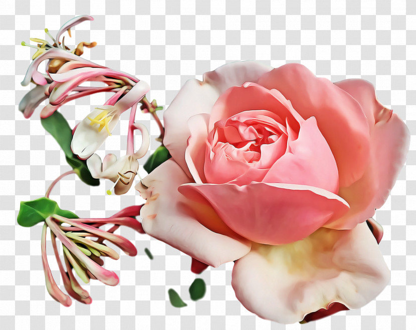 Garden Roses Transparent PNG