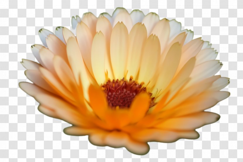 Blossom Flower - Daisy Family - Perennial Plant Wildflower Transparent PNG