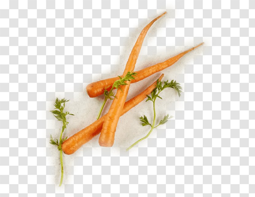 Baby Carrot Plant Stem - Meng Clipart Transparent PNG