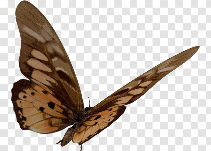 Brush-footed Butterflies Gossamer-winged Moth Butterfly - Insect Transparent PNG