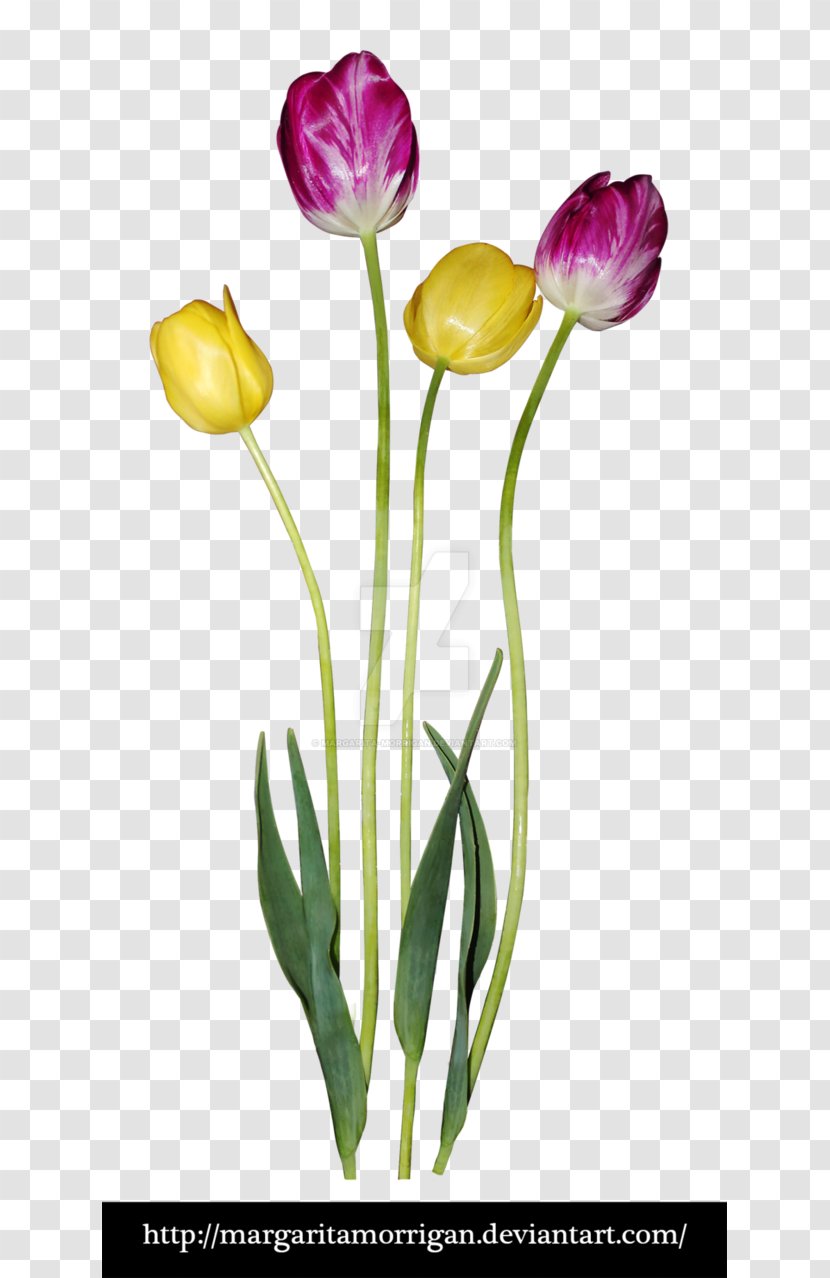 Tulip Flower Plant Stem Petal - Flowering Transparent PNG