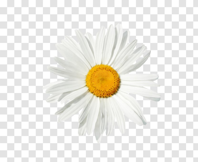 Common Daisy Chamomile Stock Photography Royalty-free - Aster Transparent PNG
